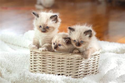 ragdoll kittens price|ragdoll kitten cost.